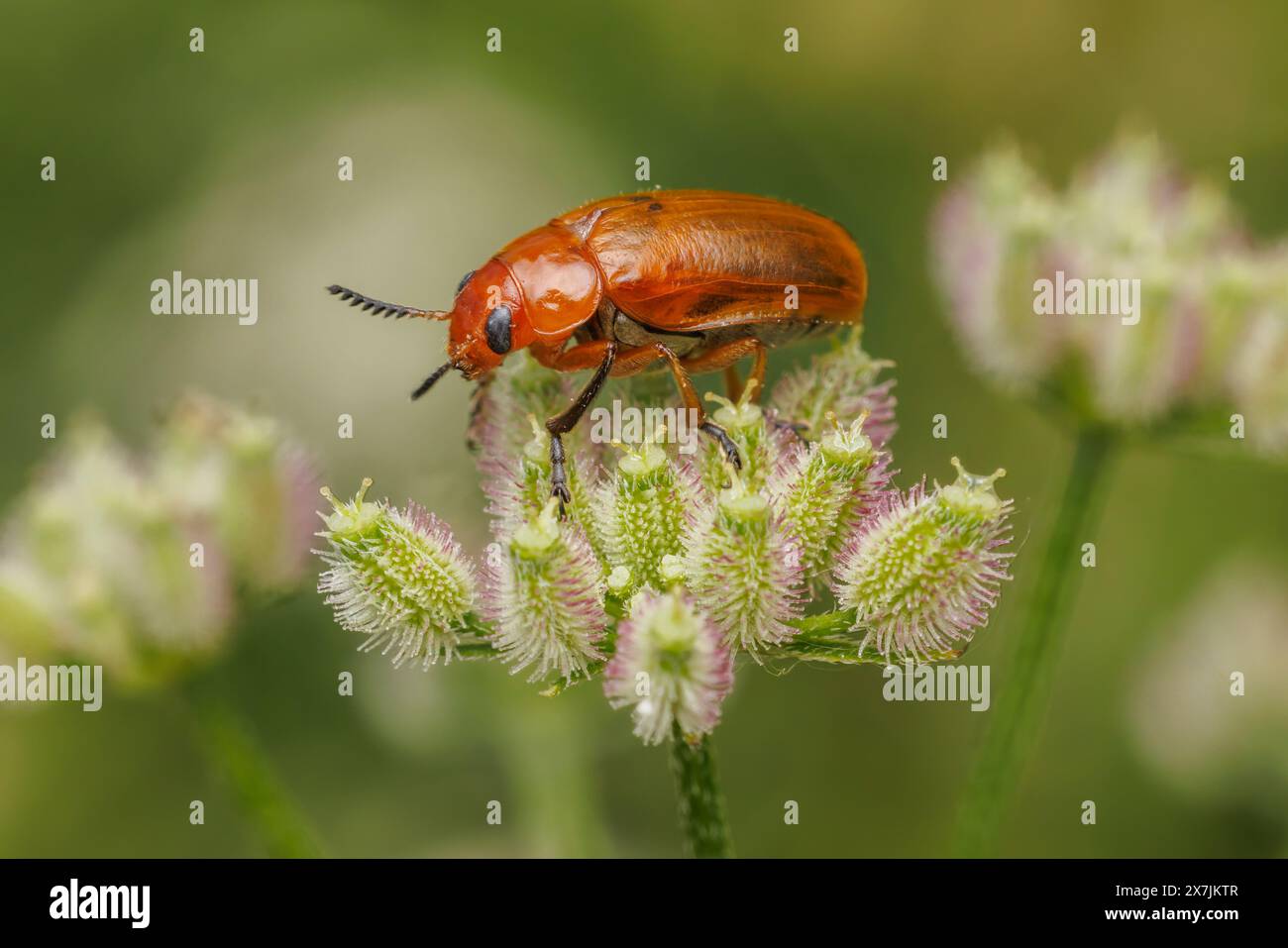 Case-bearing Leaf Beetle (Anomoea flavokansiensis) Stock Photo