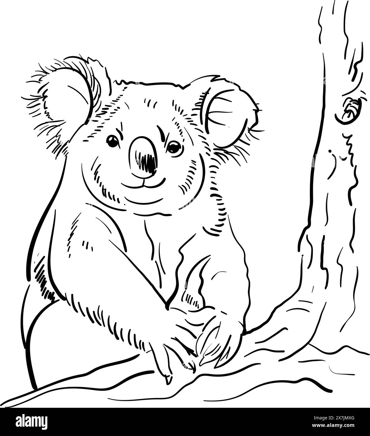 Koala Vector doodle image of silhouette of a on a white background ...