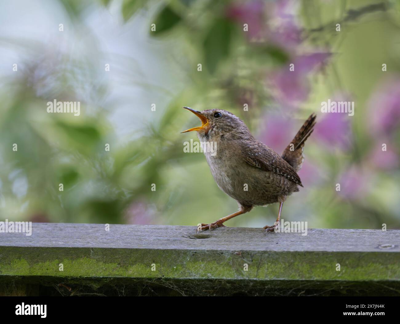 A singing Wren Troglodytes troglodytes perched on a garden fence in North Norfolk, UK Stock Photo