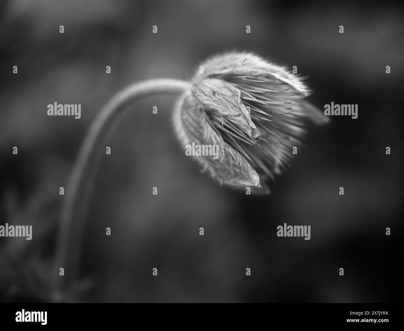 White Pasque Flower Garden Black And White Stock Photos & Images - Alamy