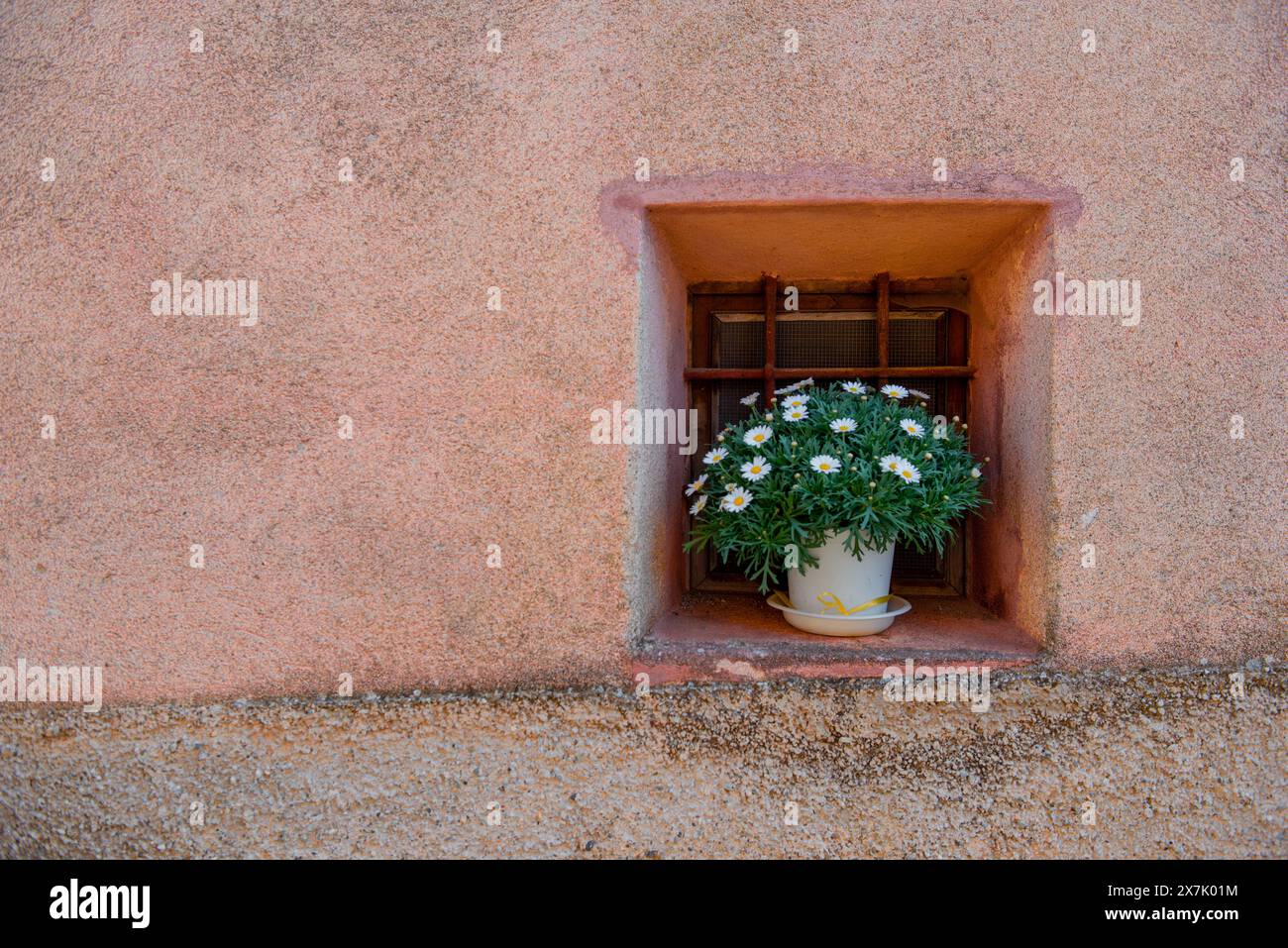 Old window with vase of daisies Stock Photo