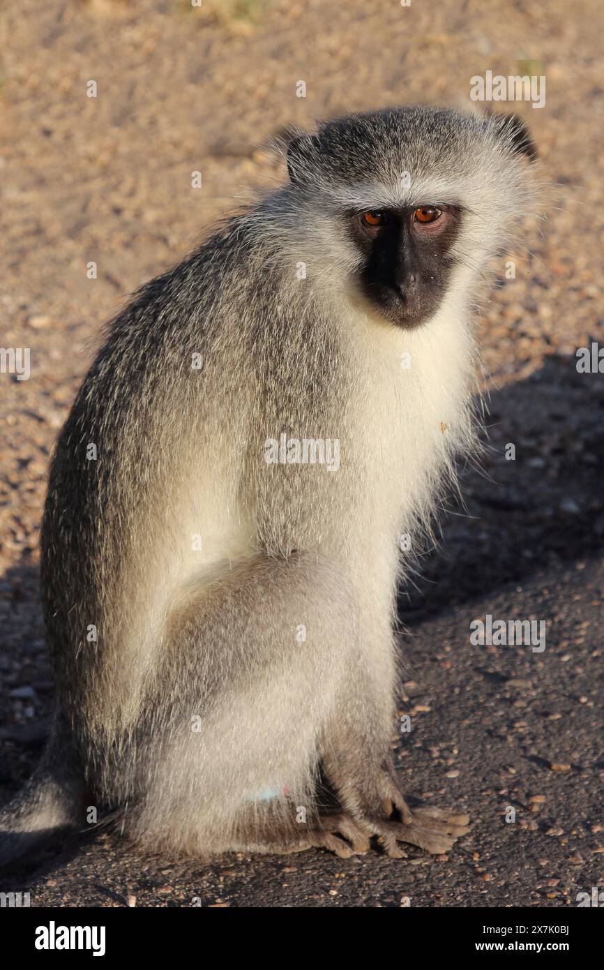 Grüne Meerkatze / Vervet monkey / Cercopithecus aethiops Stock Photo