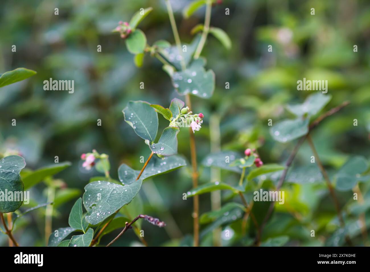Rain drops on the leaves of the snowberry bush. Stock Photo