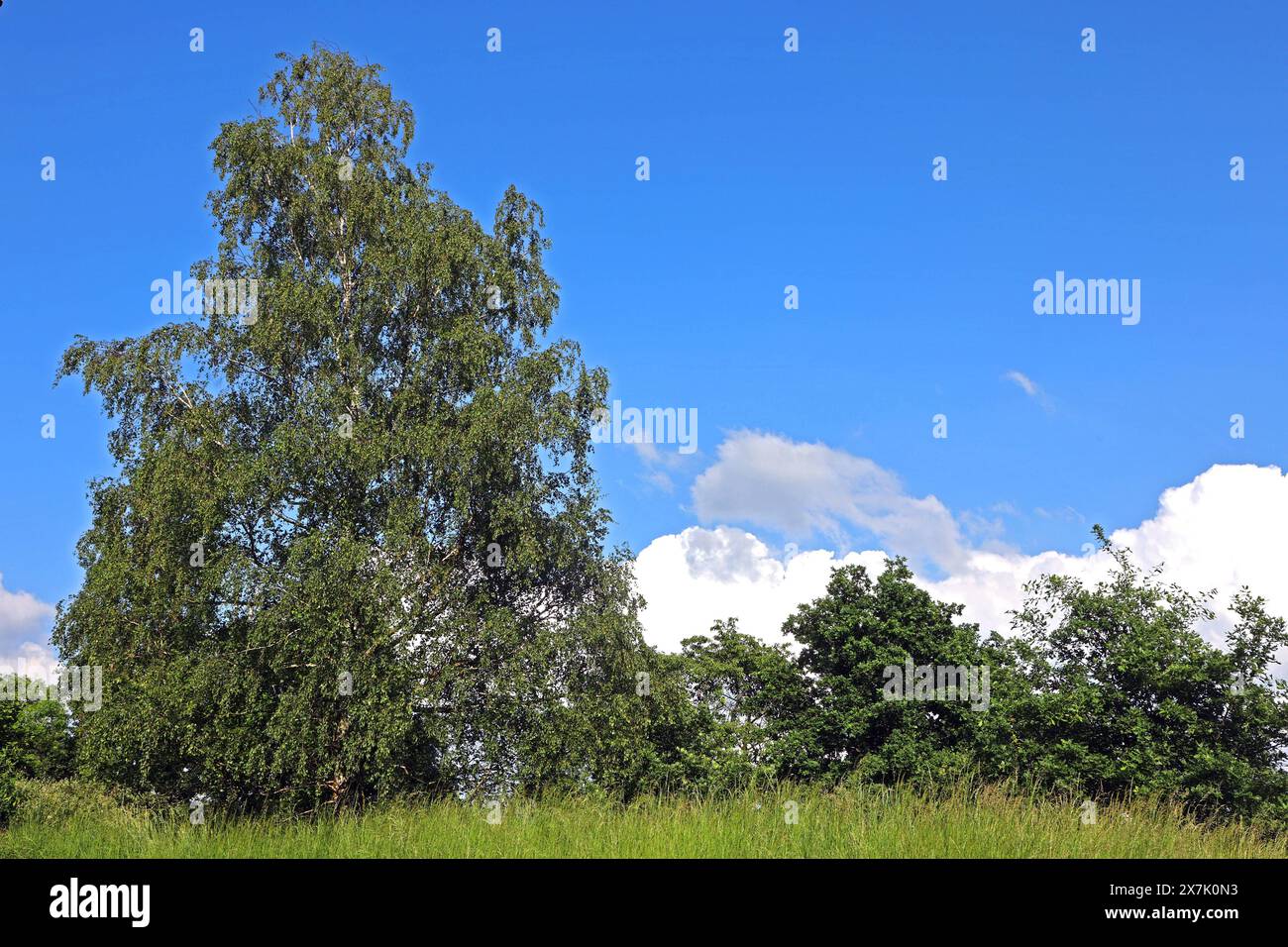 über 40 hi-res stock photography and images - Alamy