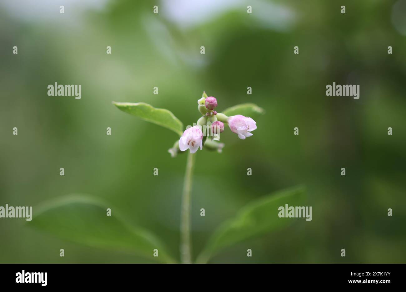 Rain drops on the leaves of the snowberry bush. Stock Photo