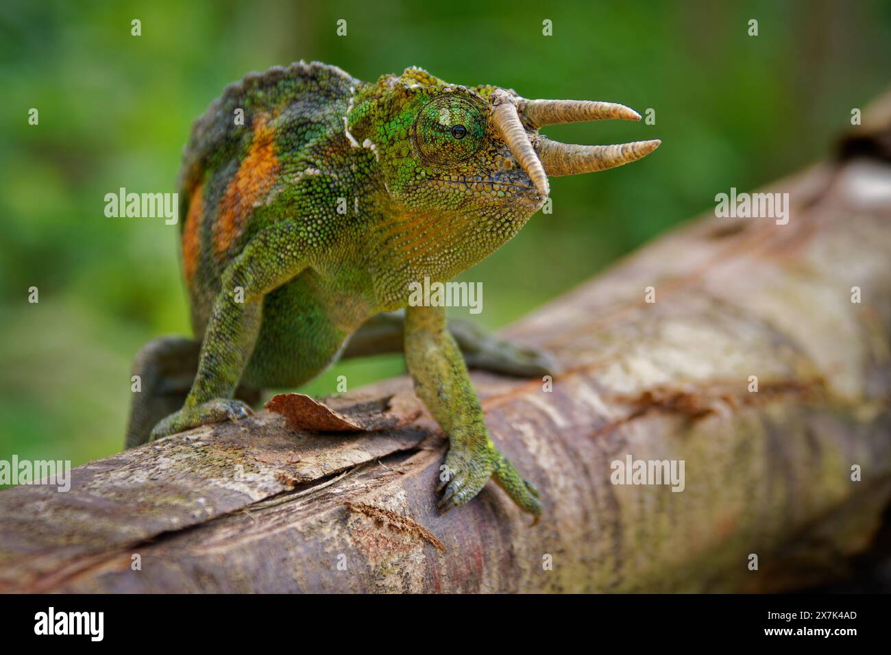 Jacksons chameleon - Trioceros jacksonii also Jacksons or Kikuyu three-horned chameleon, family Chamaeleonidae native to East Africa, and introduced t Stock Photo