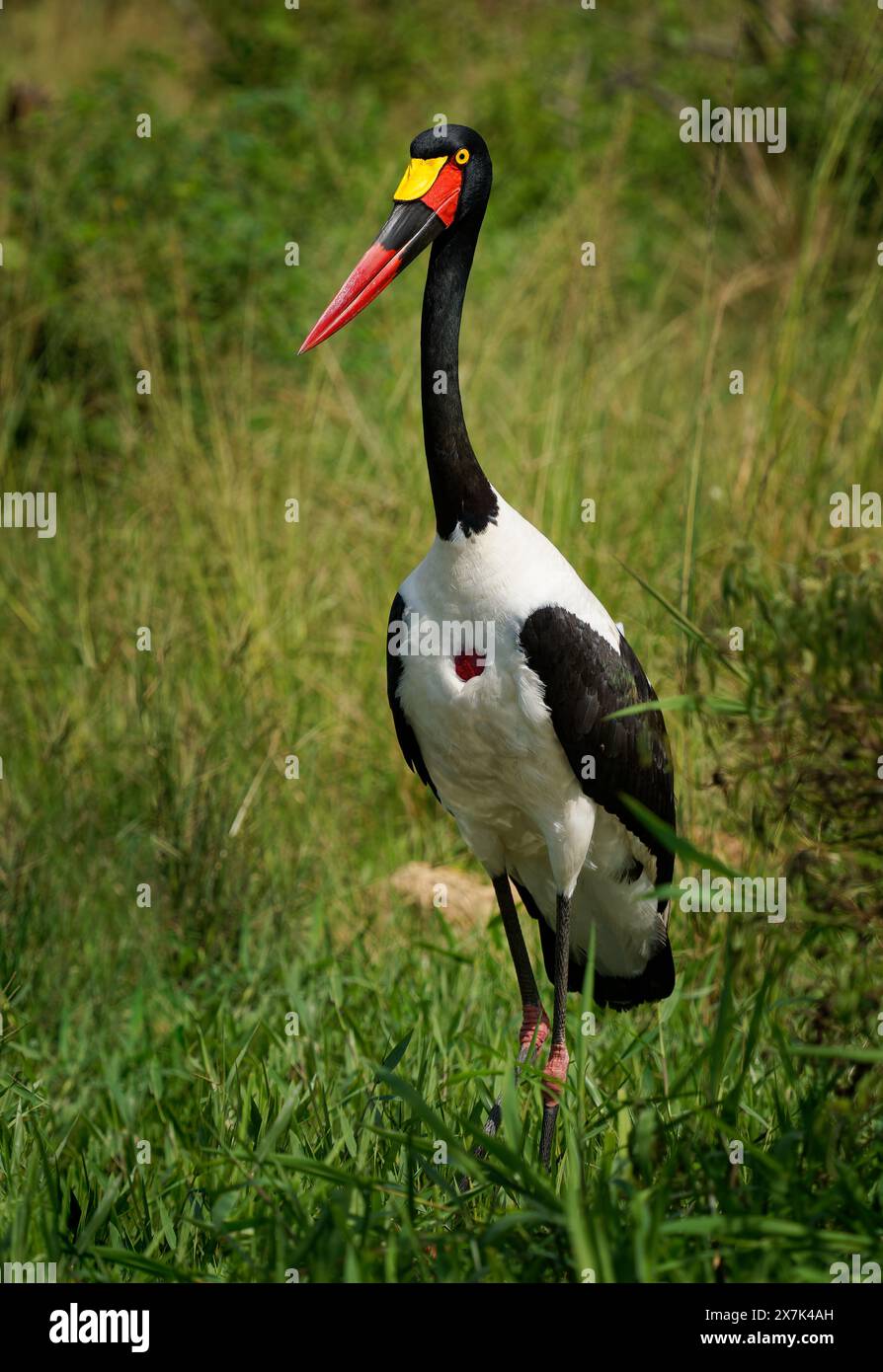 Saddle-billed Stork - Ephippiorhynchus senegalensis or saddlebill ...