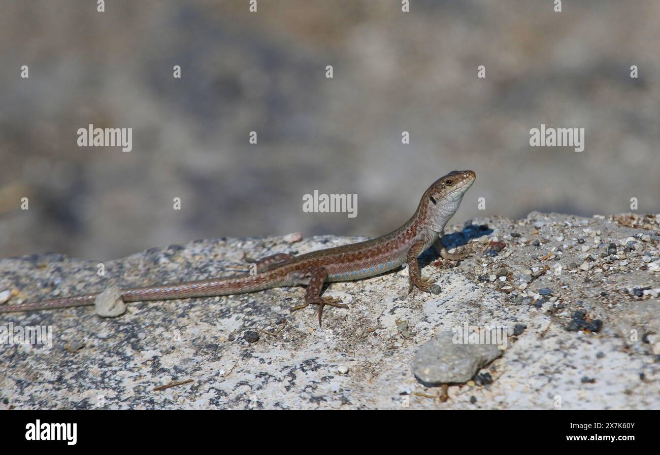 An Erhard's Wall Lizard (Podarcis erhardii), shot on the Greek island of Santorini. Stock Photo