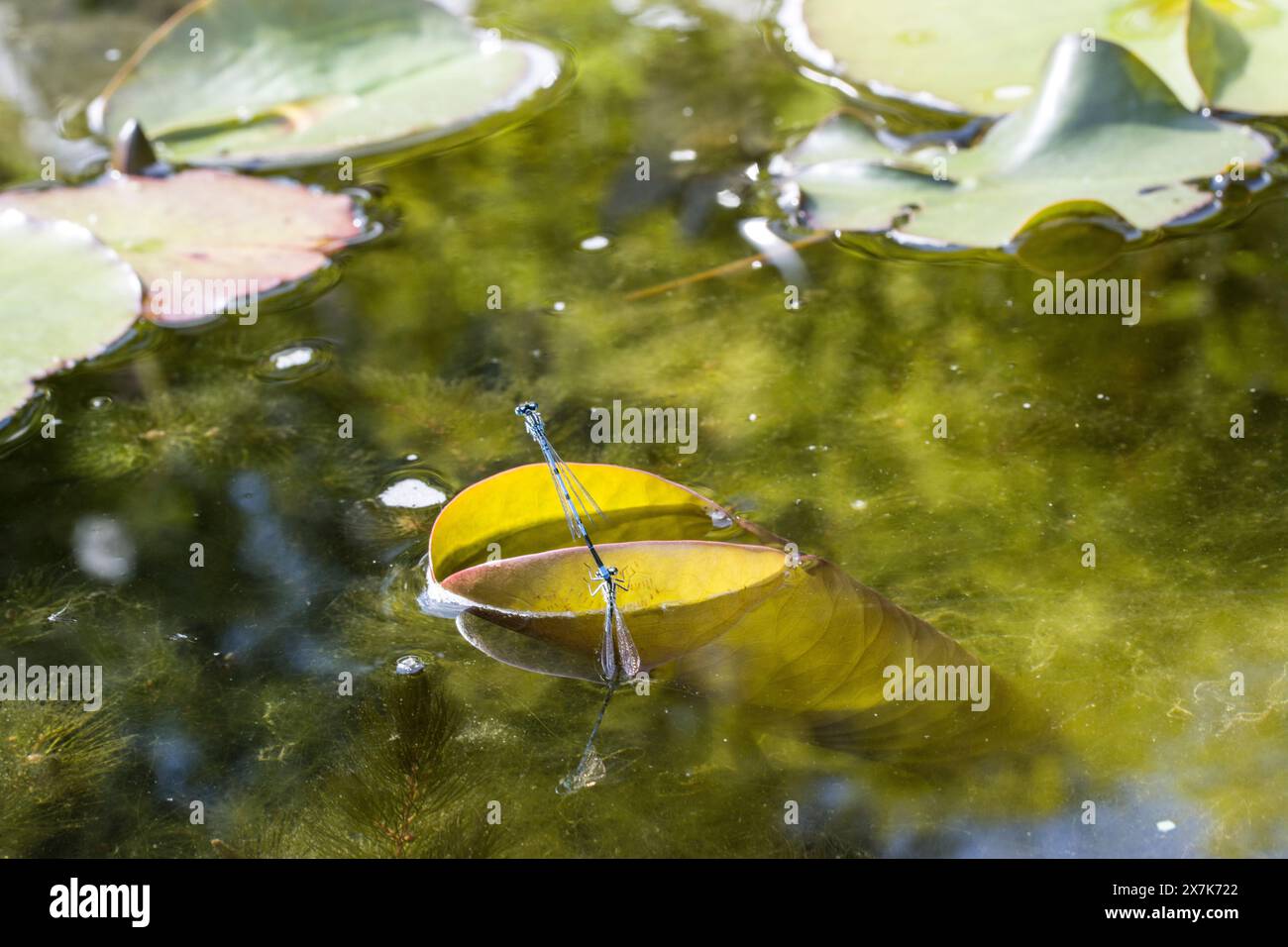 HufeisenAzurjungfer (Coenagrion puella) Paar bei der Eiablage im