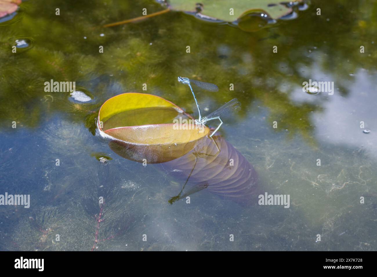 HufeisenAzurjungfer (Coenagrion puella) Paar bei der Eiablage im