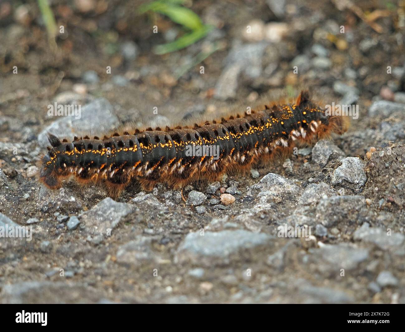 large hairy caterpillar (larva) of The Drinker moth (Euthrix potatoria) with distinctive pattern & tufts at both ends crossing gravel farm track Stock Photo