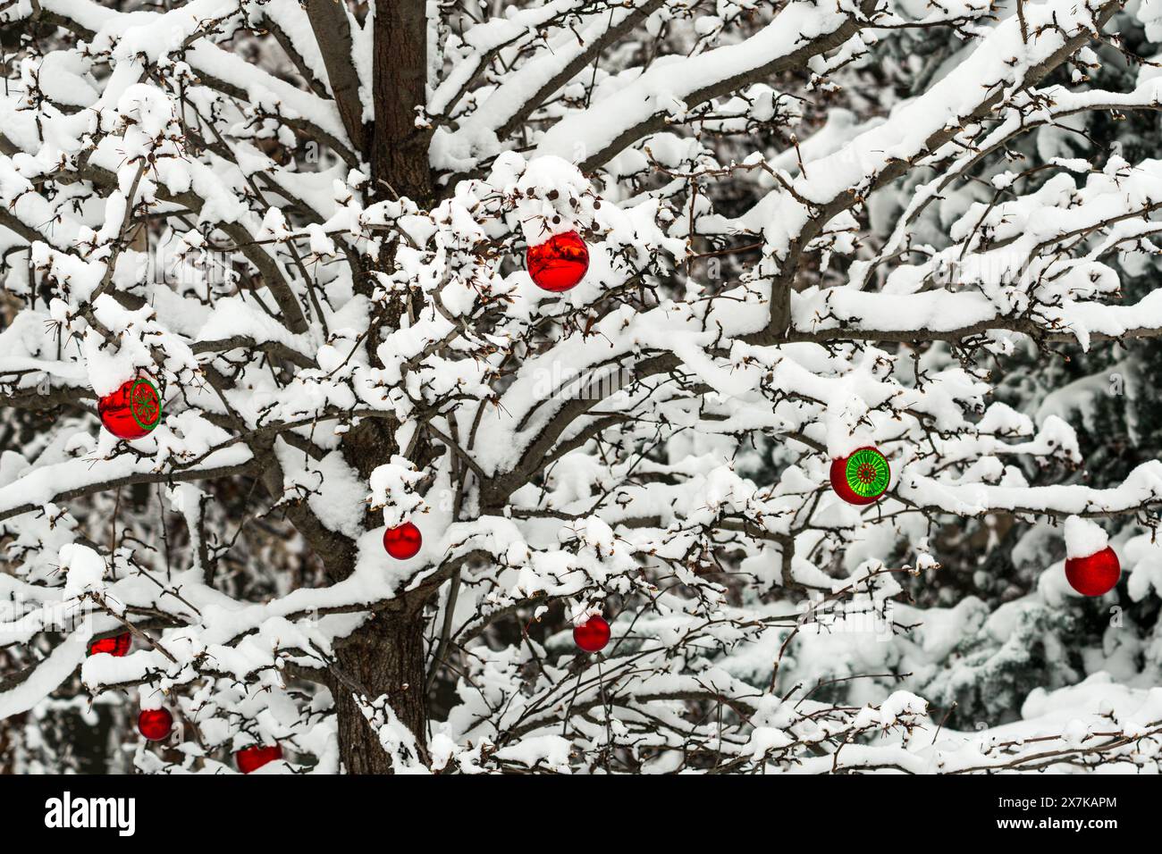 A snow-covered tree decorated with red Christmas ornaments in Boise, ID, USA during winter. Stock Photo