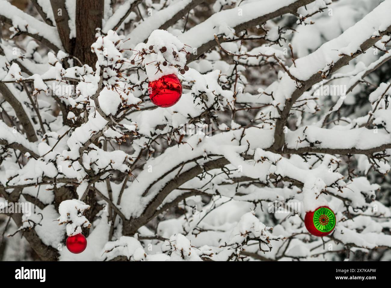 A close-up of a snow-covered tree decorated with red Christmas ornaments in Boise, ID, USA during winter. Stock Photo