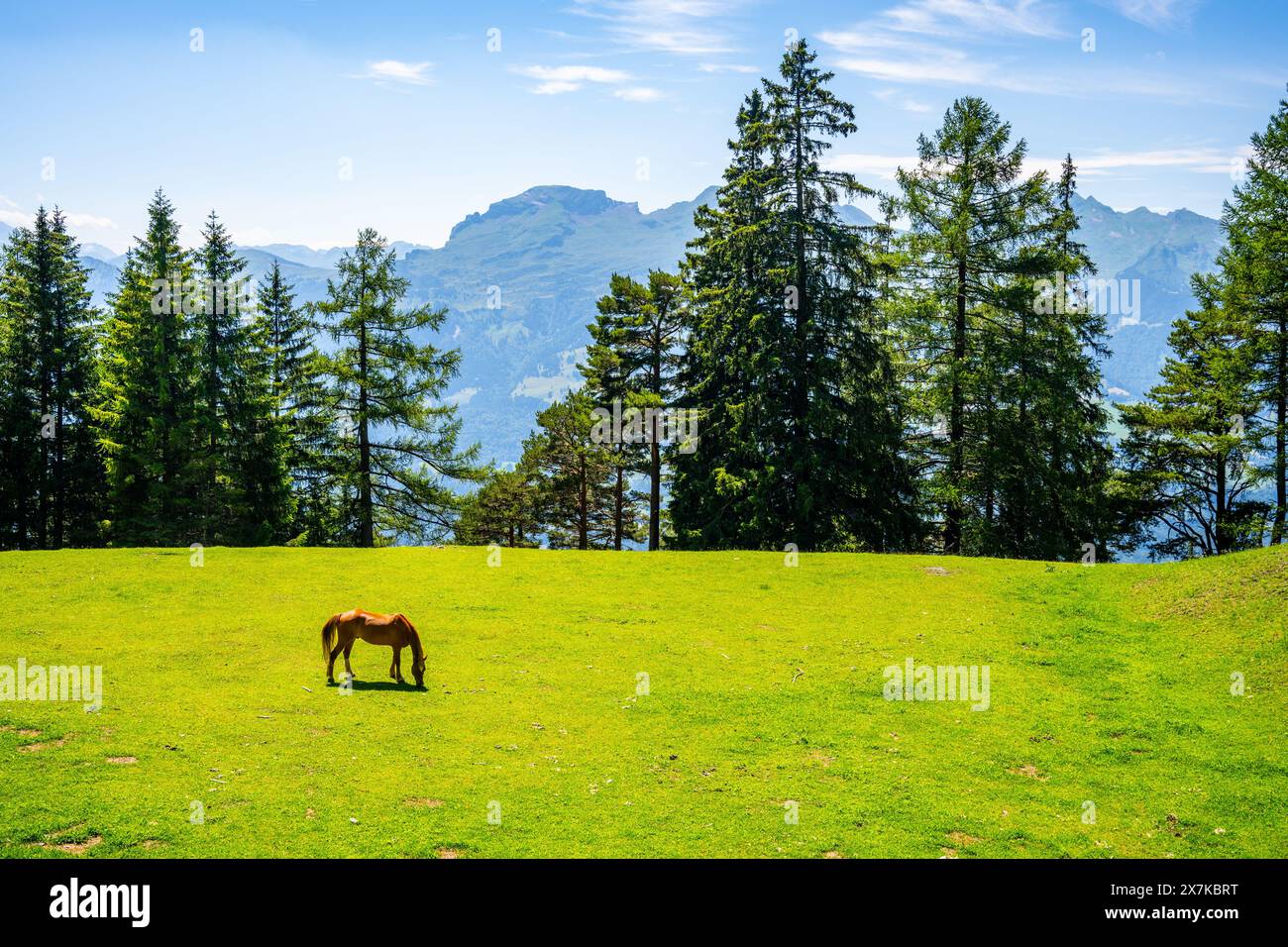 A solitary horse grazes in a verdant meadow nestled amidst towering pine trees, under the watchful gaze of the majestic Alps. The warm sunlight bathes the tranquil scene, highlighting the natural beauty of this idyllic landscape Stock Photo