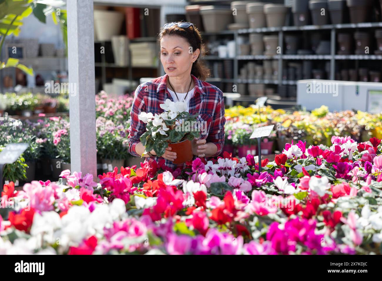 Adult woman choosing cyclamen in flower shop Stock Photo - Alamy