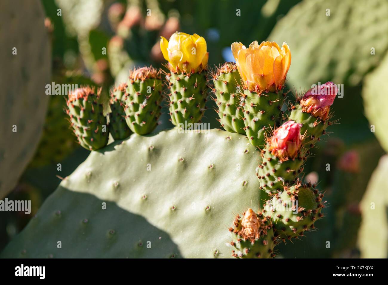 Detalle de una chumbera, opuntia ficus, a finales de primavera con flores y frutos Stock Photo