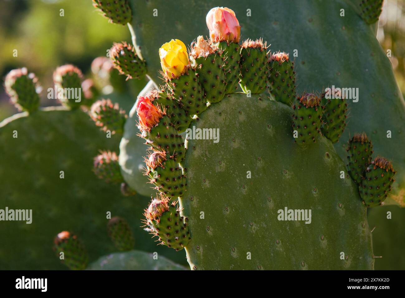 Detalle de una chumbera, opuntia ficus, a finales de primavera con flores y frutos Stock Photo