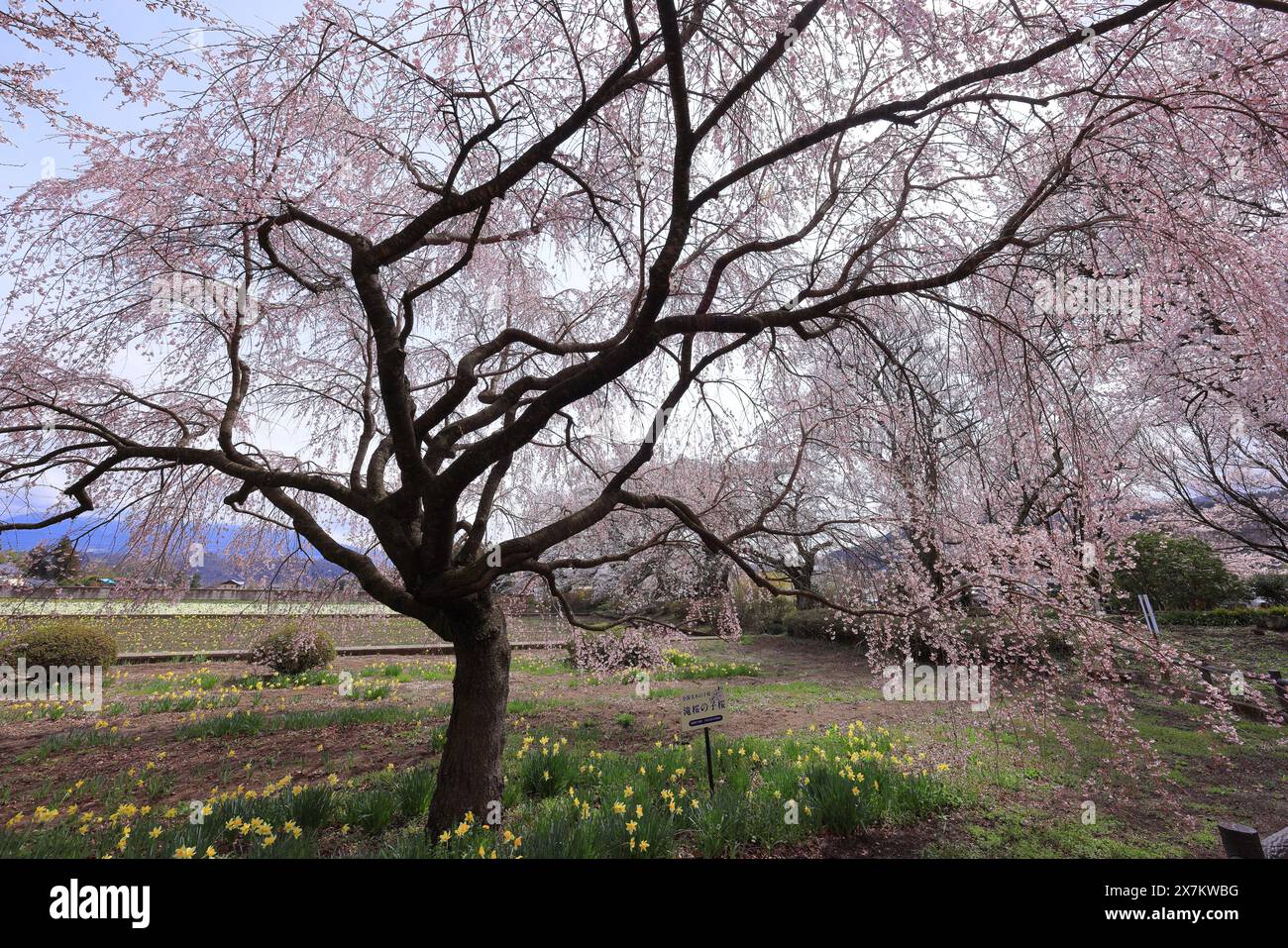 Yamataka hi-res stock photography and images - Alamy