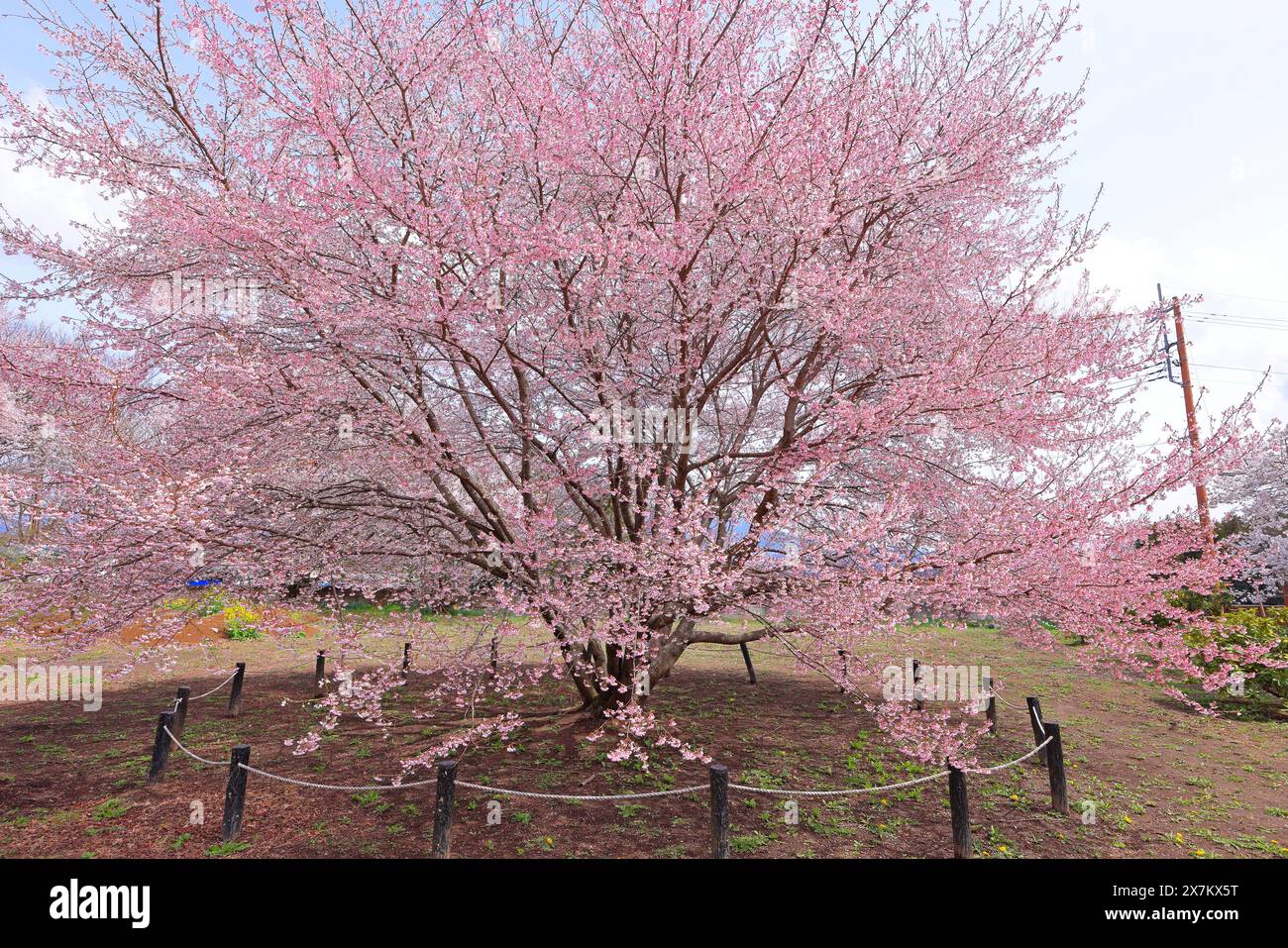 Yamataka hi-res stock photography and images - Alamy