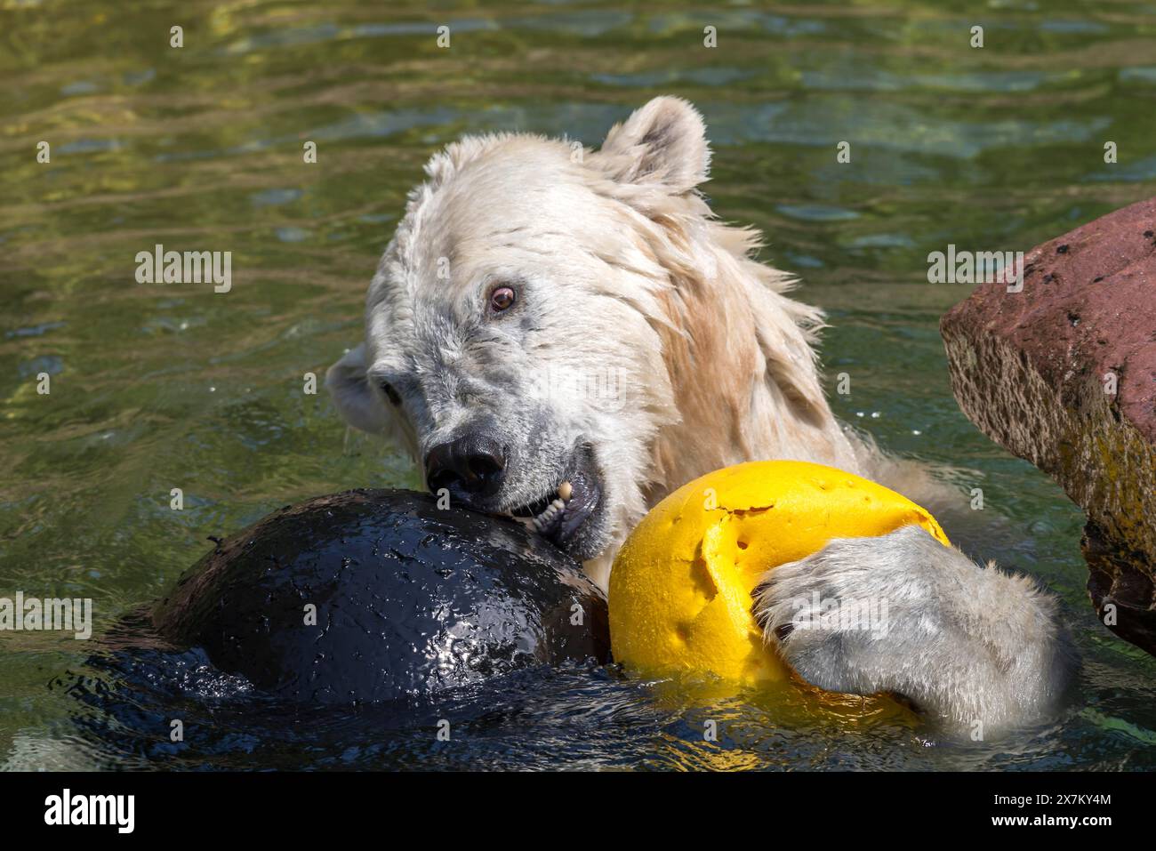 Polar bear (Ursus maritimus) playing with balls in the water, Nuremberg ...