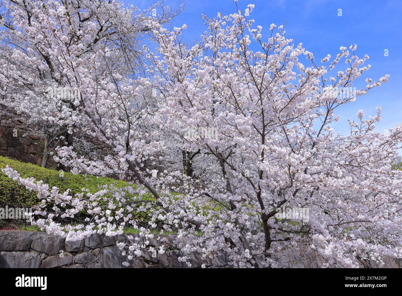 Yamataka hi-res stock photography and images - Alamy