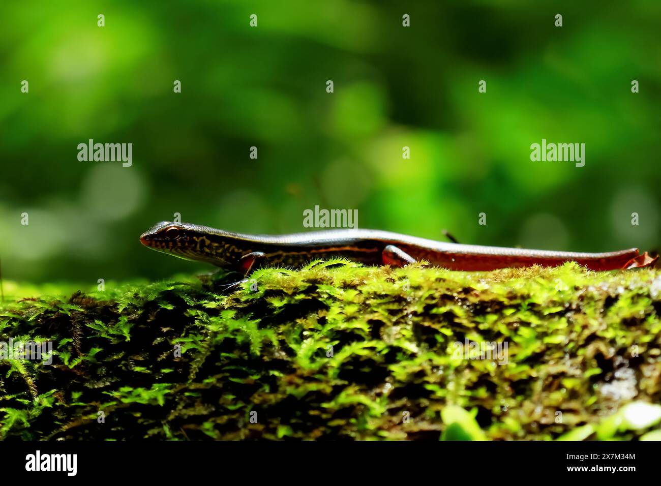 Close-up of an elegant skink lizard basking in the sun in its natural habitat. Showcasing the species' vibrant colors and unique patterns. Wulai, Taiw Stock Photo
