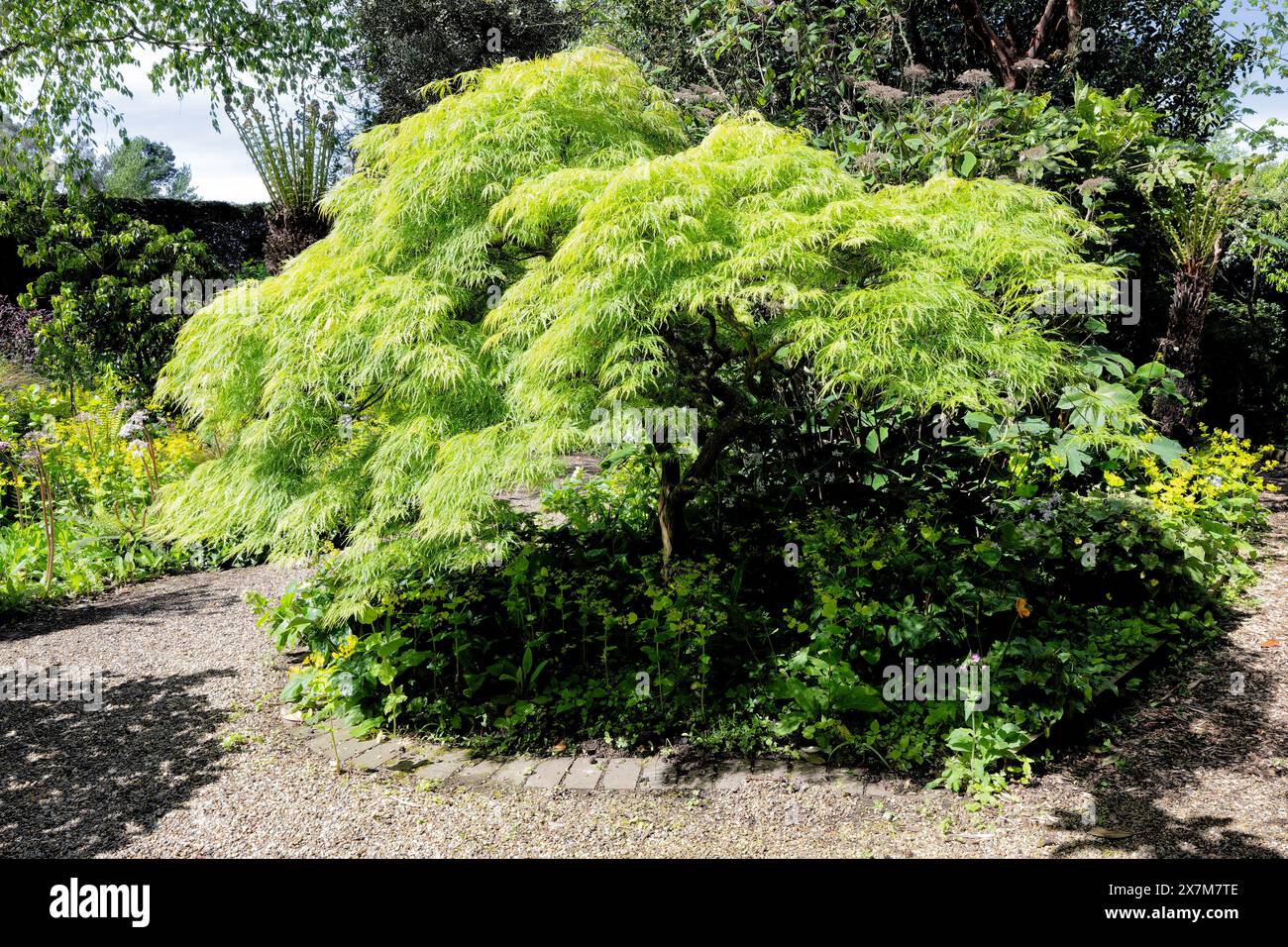 A beautiful Acer at the Old  Rectory Gardens at East Ruston Stock Photo
