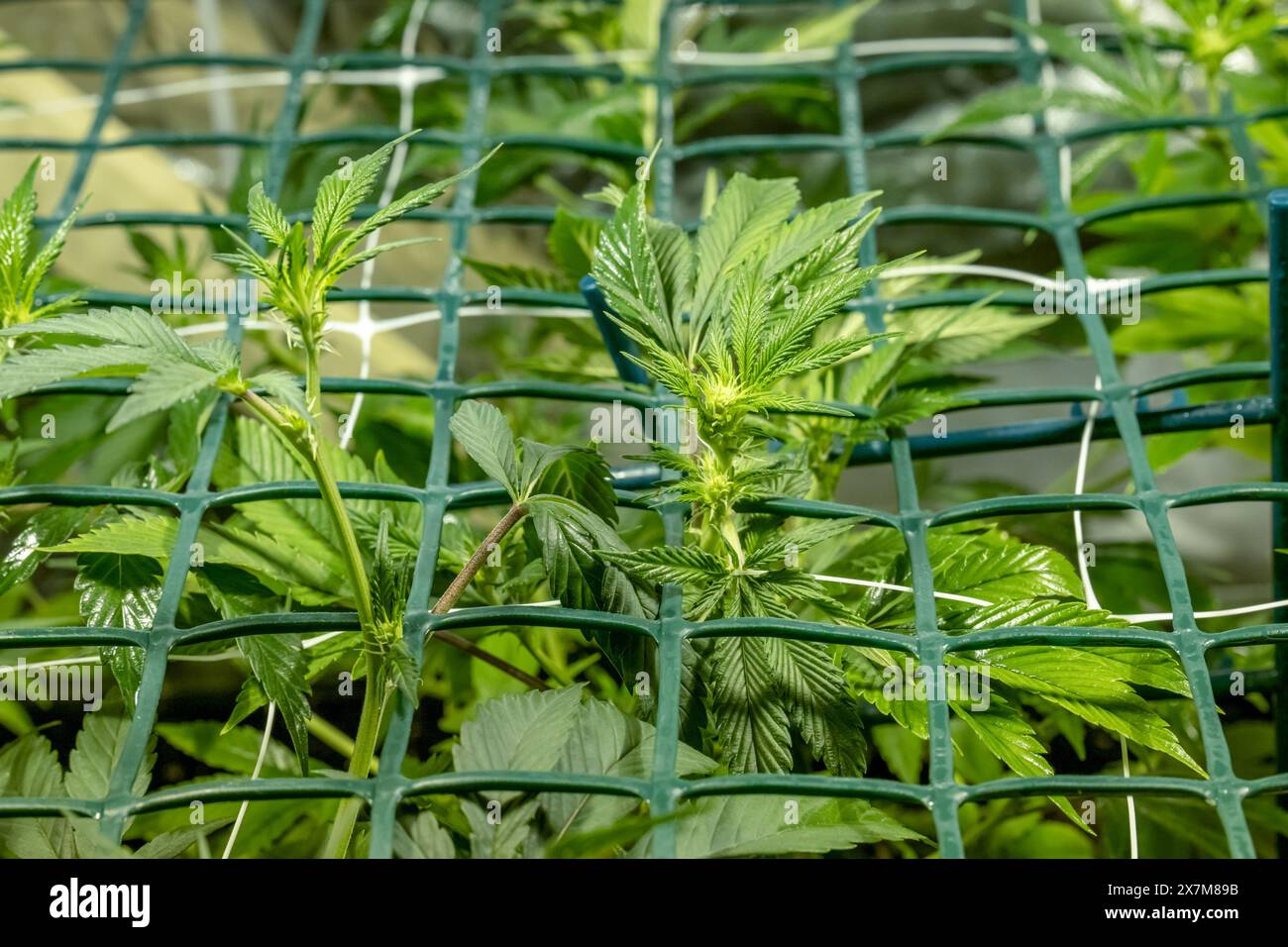 SoG Sea of Green net hemp cultivation technique. Growing pot in