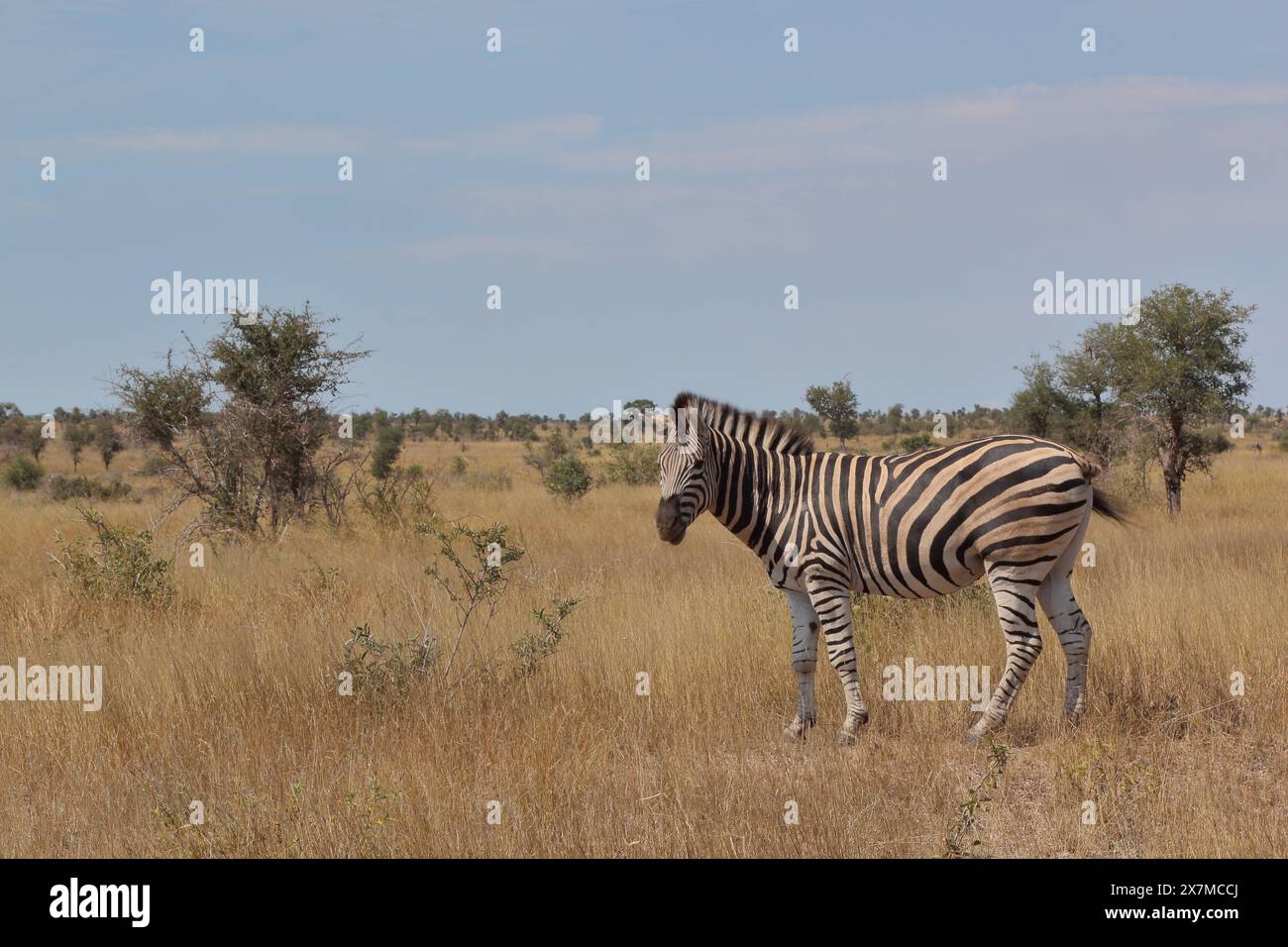 Steppenzebra / Burchell's zebra / Equus quagga burchellii Stock Photo ...
