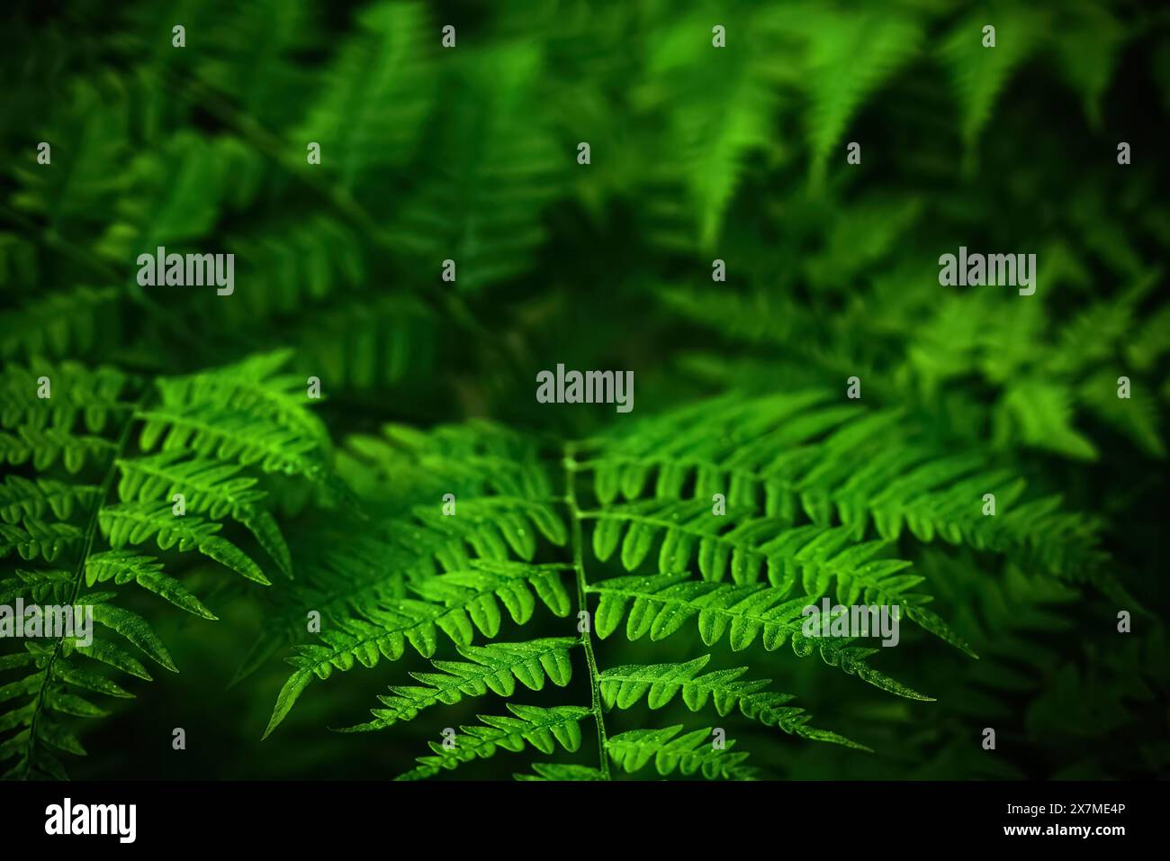 Lush green underbrush hi-res stock photography and images - Alamy