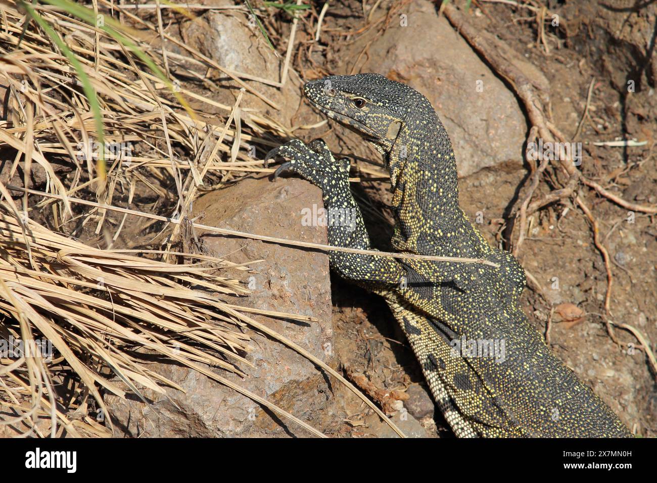 Picture of Nilwaran / Nile monitor / Varanus niloticus Stock Photo - Alamy
