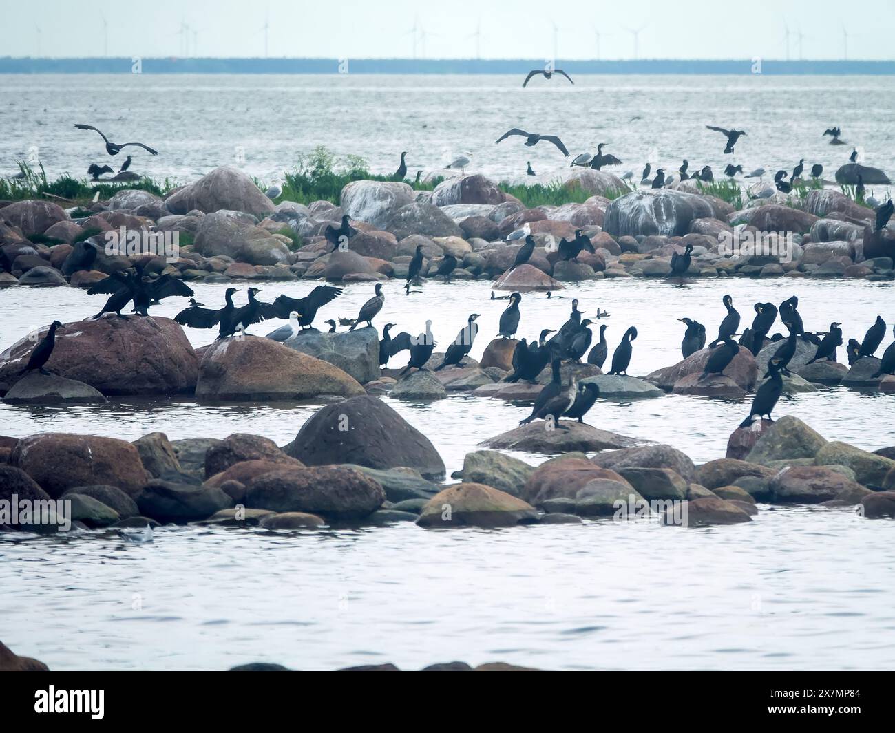 A huge number of birds in the Gulf of Finland. The Baltic Sea. Many young cormorants came out of their nests on the luda (rocky littoral islet) into t Stock Photo