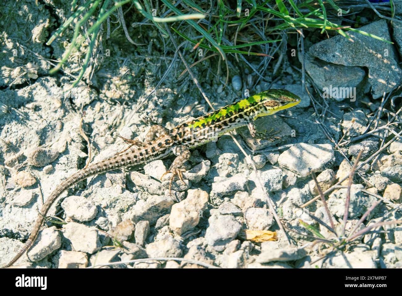 Crimean lizard (Podarcis tauricus tauricus, male). Feodosiya low ...