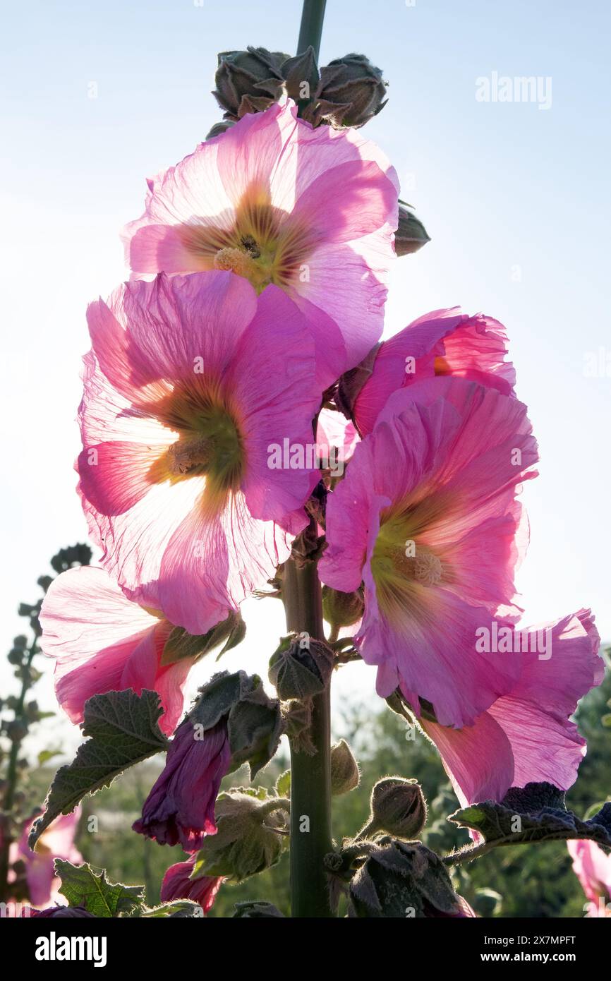 Blooming Jew's mallow (Malva). The picture is in the contour. Steppe Crimea Stock Photo