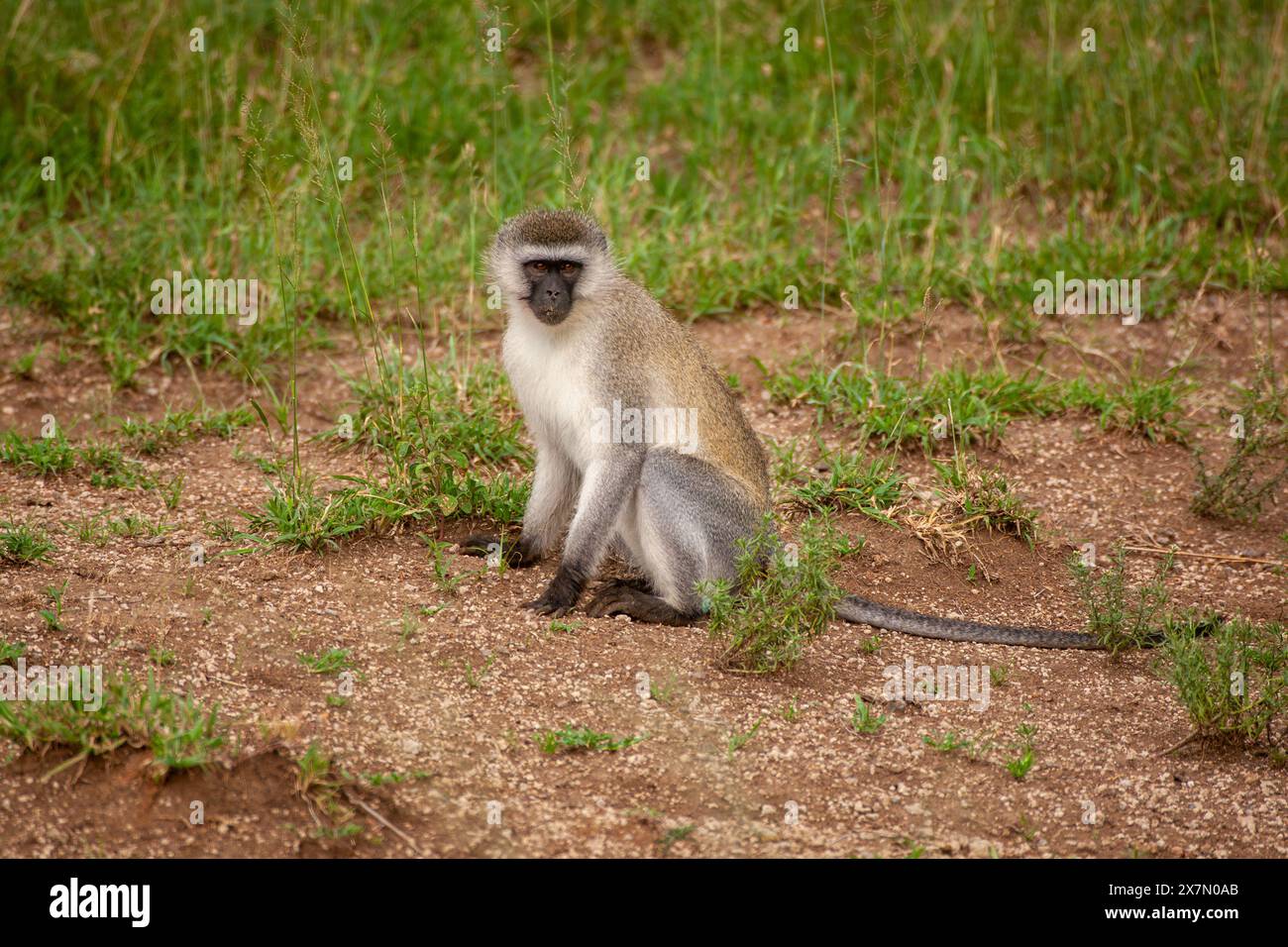 Vervet monkey (Chlorocebus pygerythrus). These monkeys are native to Africa. They are found mostly throughout Southern Africa, as well as some of the Stock Photo