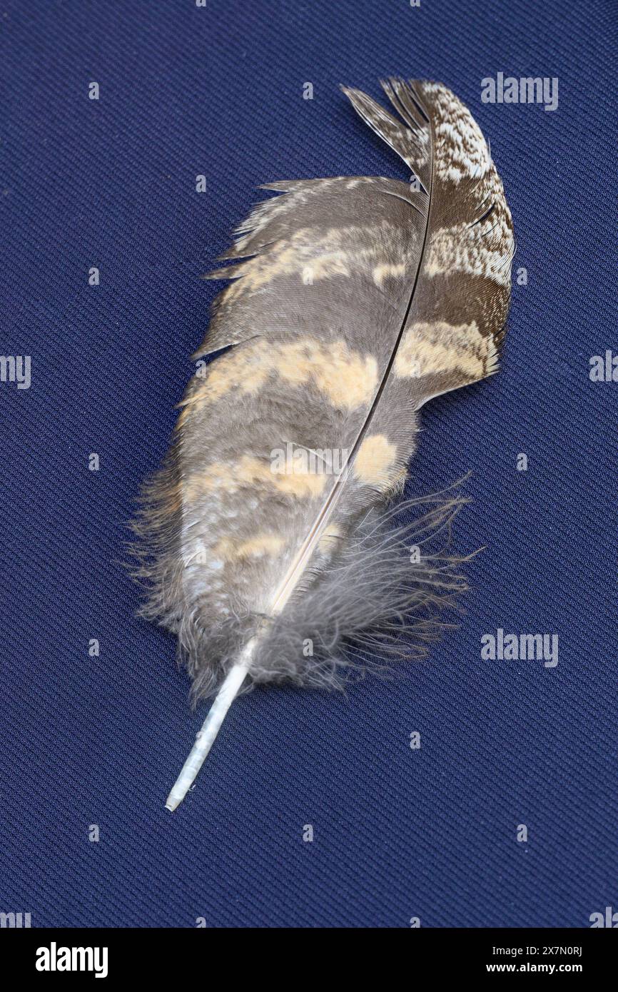 Feather of an Eurasian eagle-owl (Bubo bubo) on black background Stock Photo