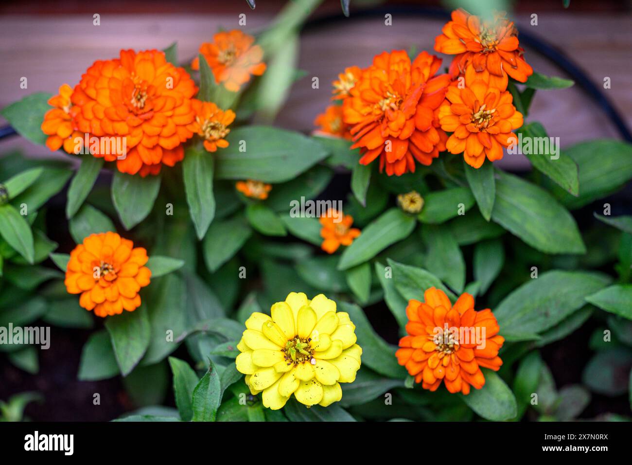 Blooming orange and yellow Zinnia flowers Stock Photo