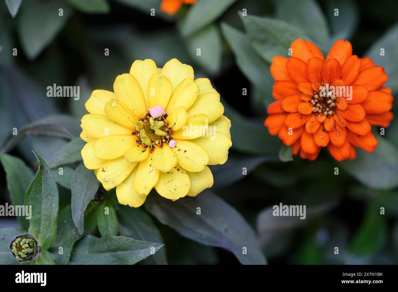 Blooming orange and yellow Zinnia flowers Stock Photo