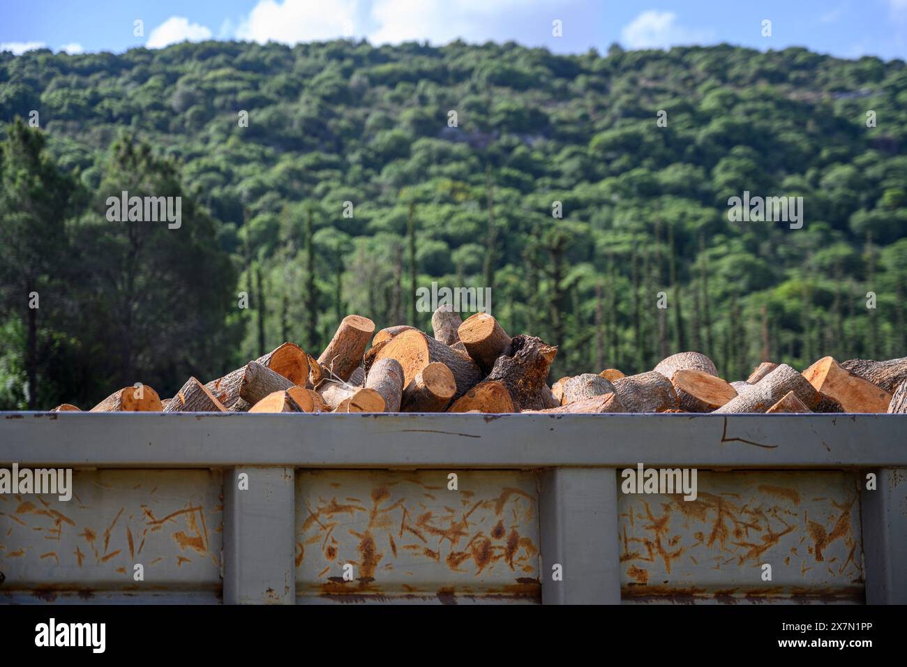 Deforestation - cut tree trunks firewood ready for transportation out ...