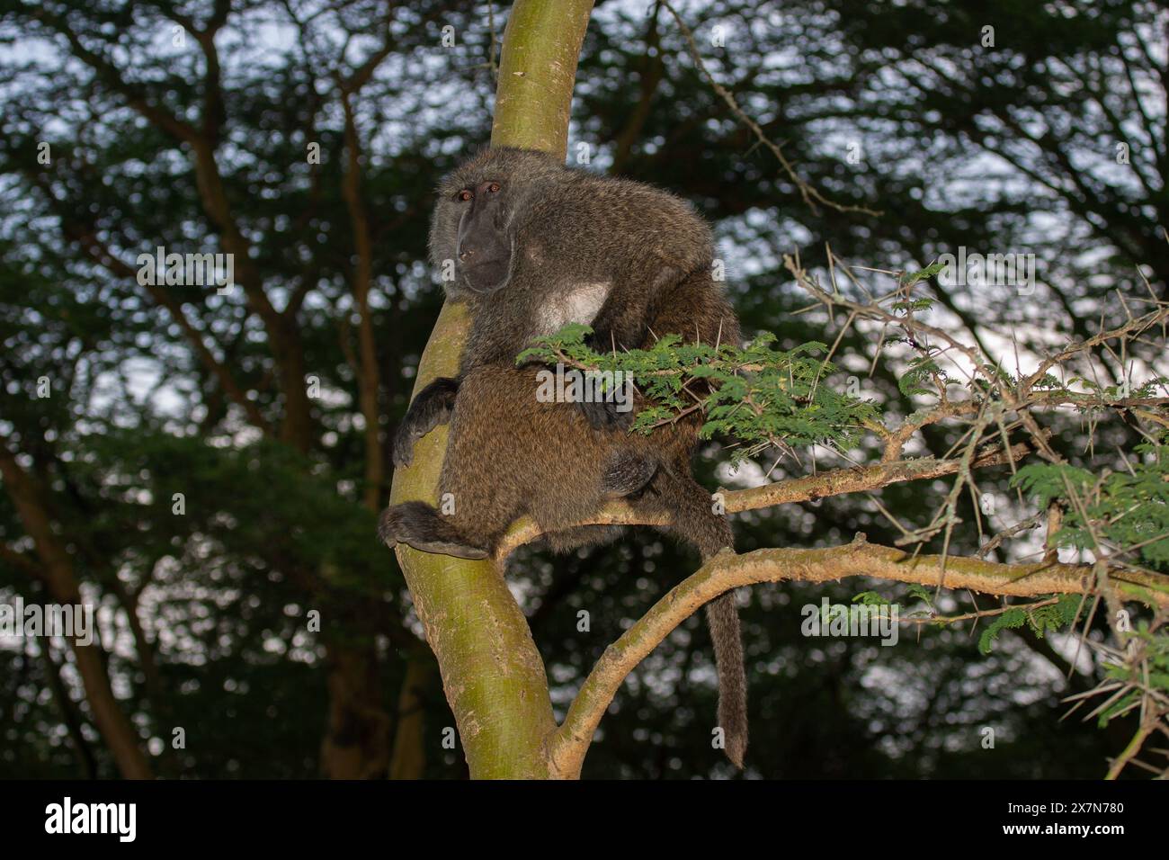 a troop of Olive baboons (Papio anubis). climbing a tree Stock Photo ...