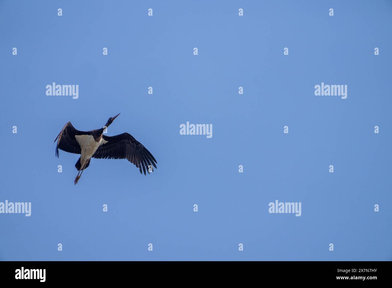 black stork (Ciconia nigra) in flight with blue sky background ...