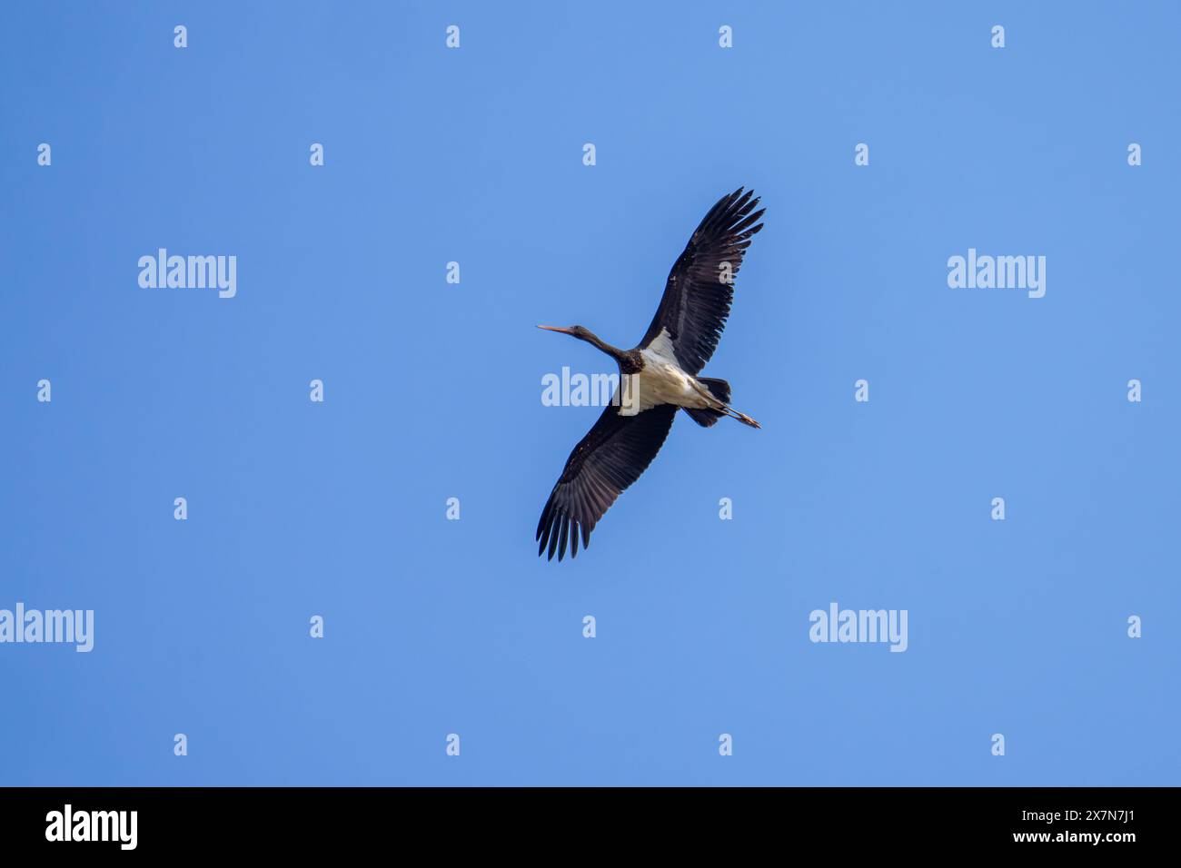 black stork (Ciconia nigra) in flight with blue sky background ...