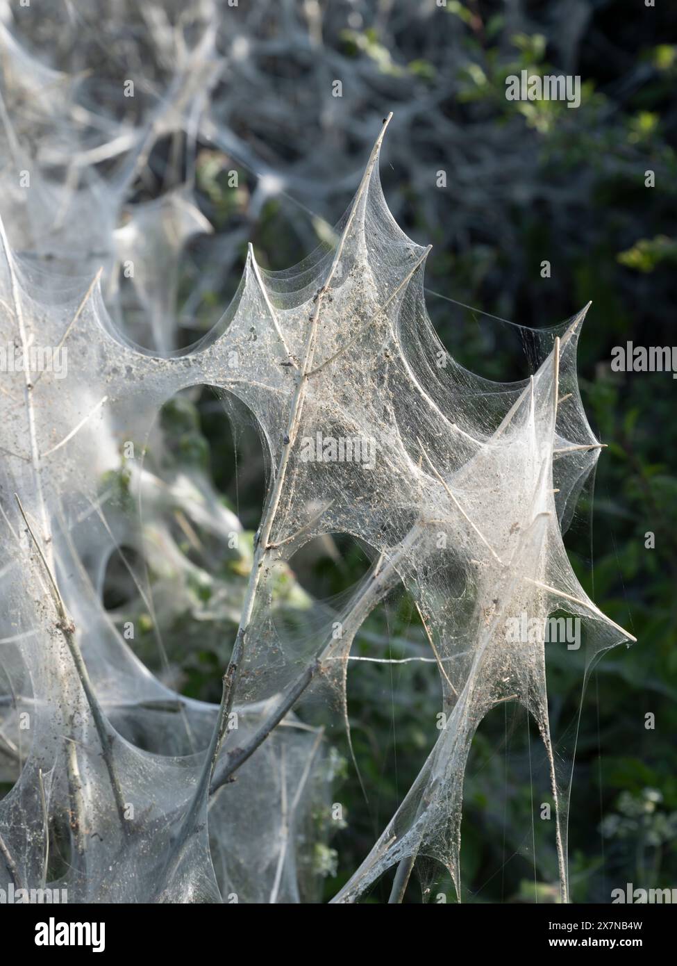 Ermine moth silken blanket web covering a large part of a hedgerow in rural Wiltshire Stock Photo