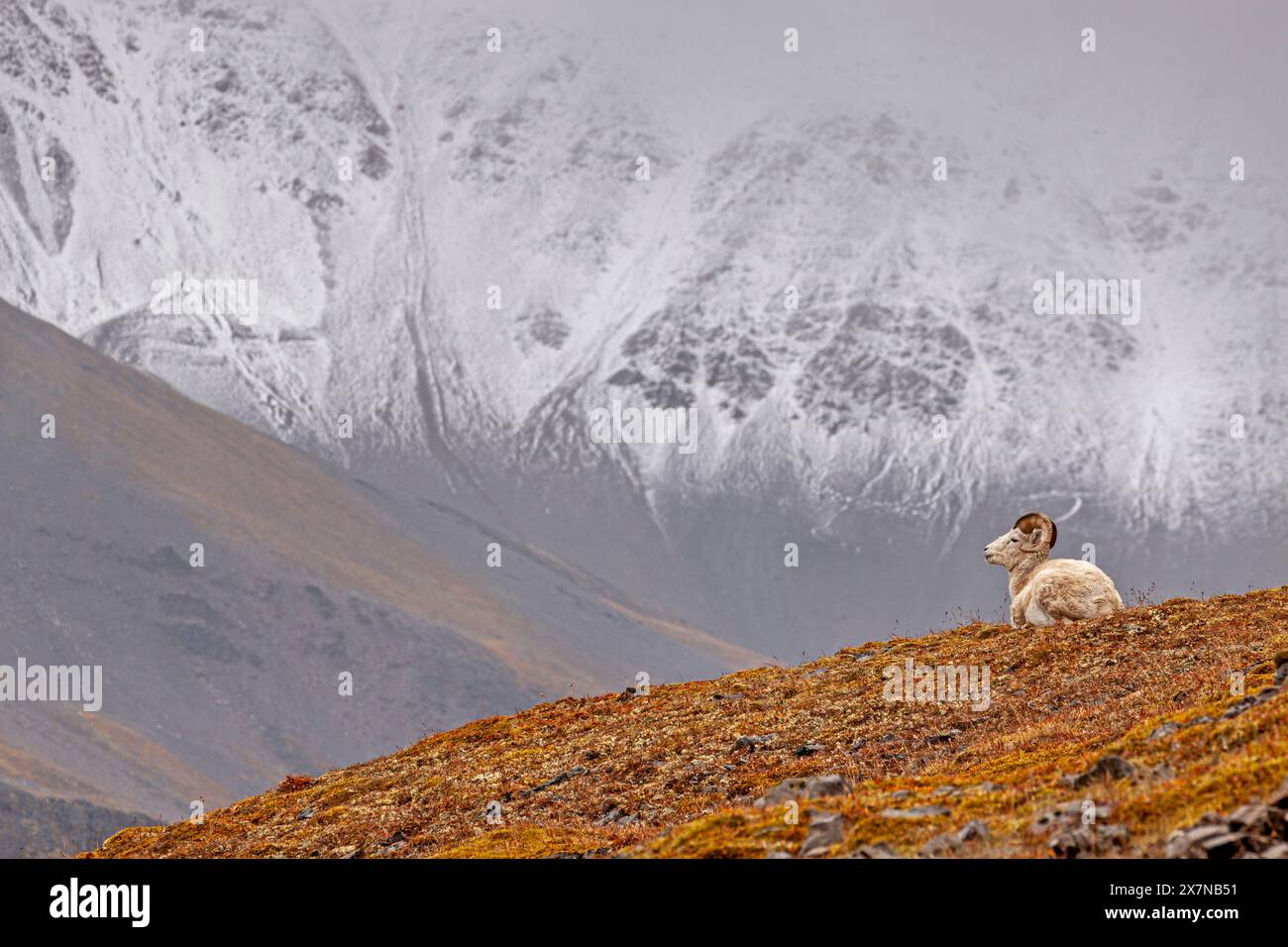 Dall sheep, Ovis dalli, lying in front of mountains, male, ram, fall, Brooks Range, Alaska, USA Stock Photo