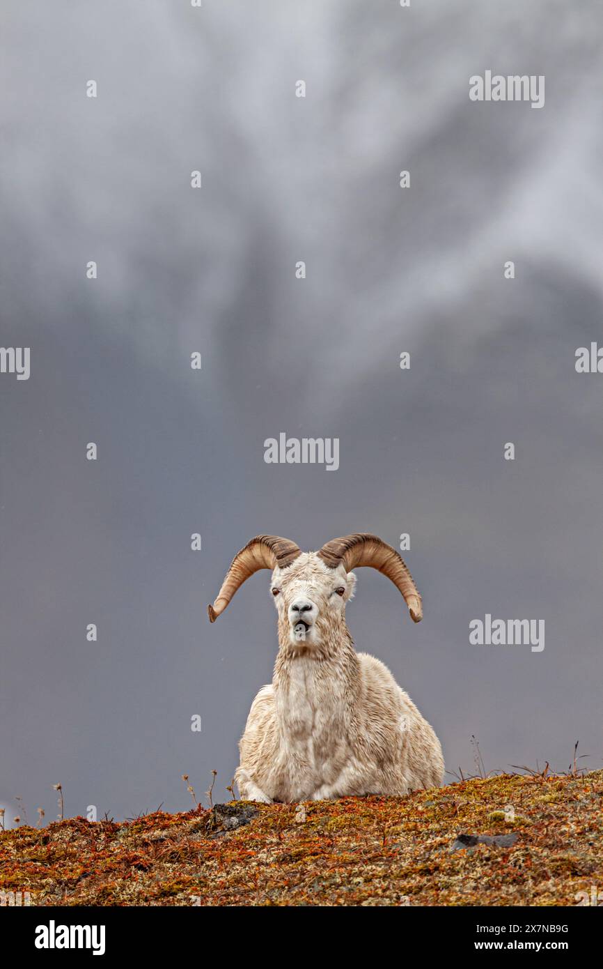 Dall sheep, Ovis dalli, lying in front of mountains, male, ram, fall, Brooks Range, Alaska, USA Stock Photo