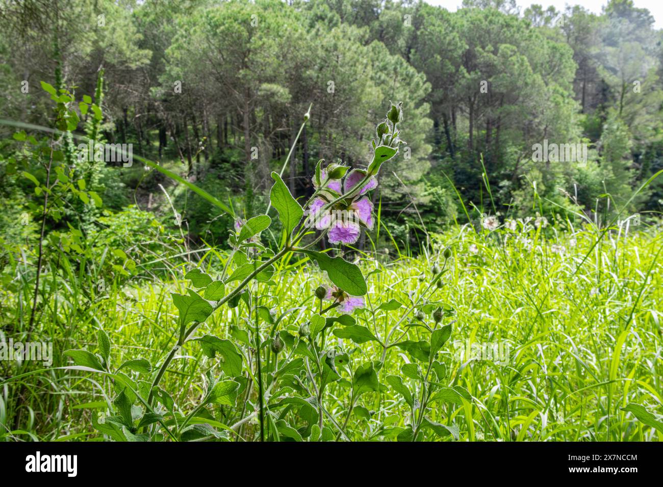 flowerphotography, forestbloom, floralparadise, wildbeauty, flowerfield, woodland, forestmagic, Stock Photo