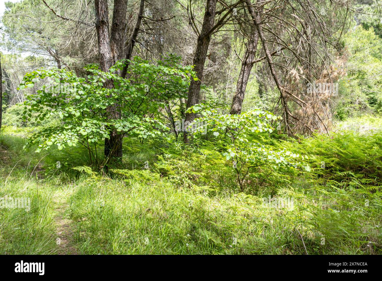 "The forest is a treasure trove of hidden wonders, where every rock and