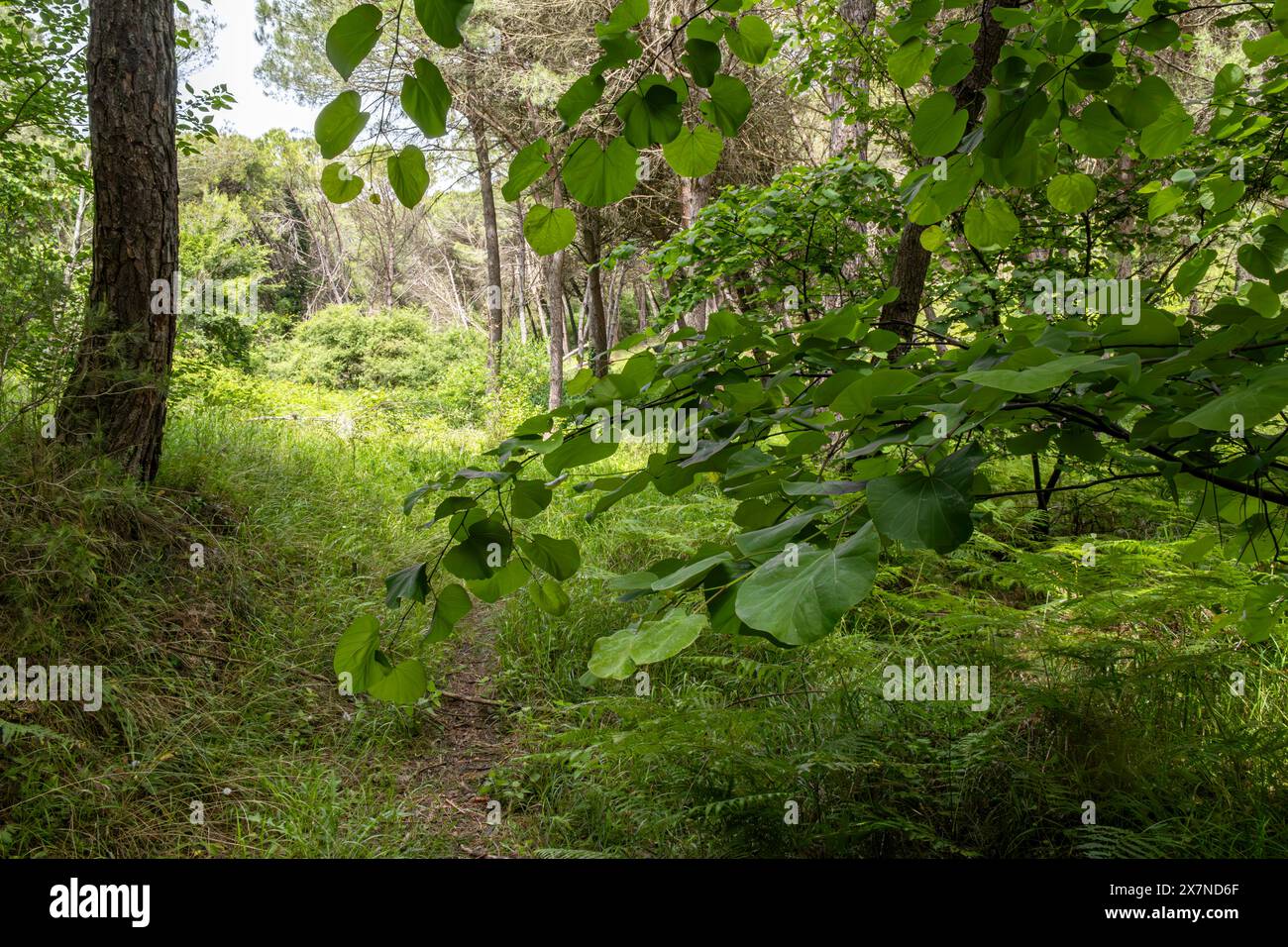 forest scenery, serene forest, forest vegetation, evergreen forest, deciduous forest, thick woods, nature reserve, green forest, forest trails Stock Photo