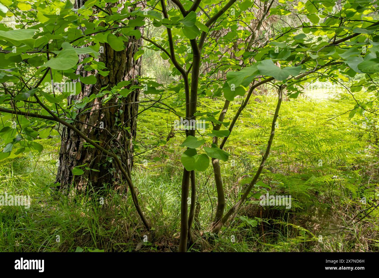 "The air is thick with the scent of earth and growth, a tangible