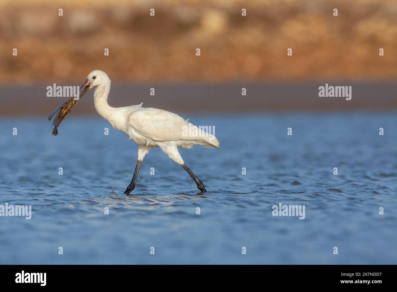 The Eurasian spoonbill (Platalea leucorodia), or common spoonbill, is a ...